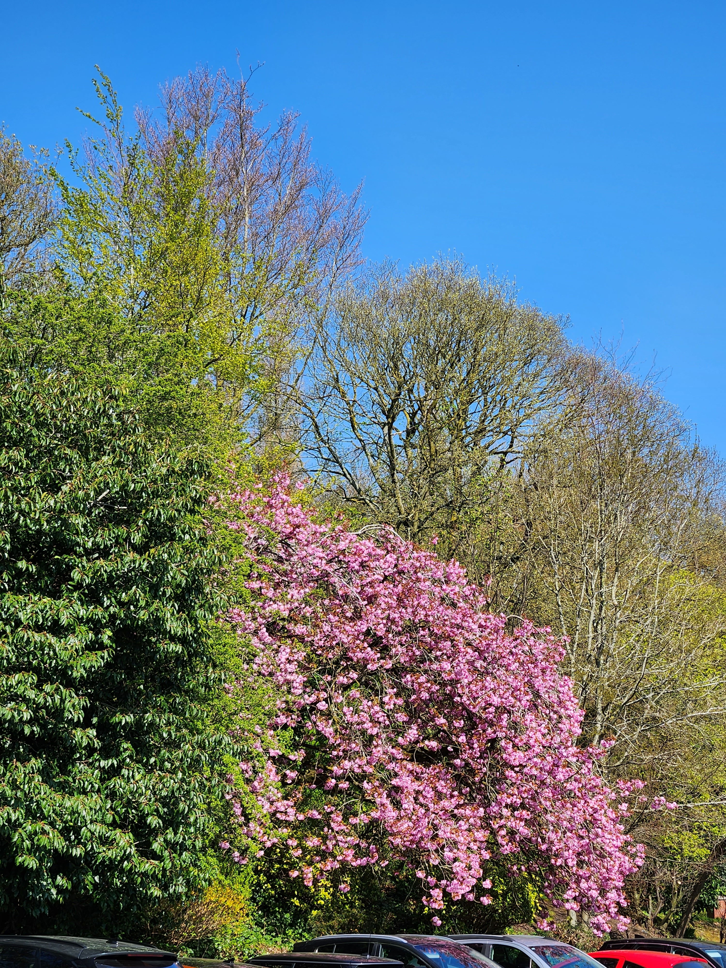 A tree in full pink spring blossom against a bright blue sky at the park boundary on Castle Street