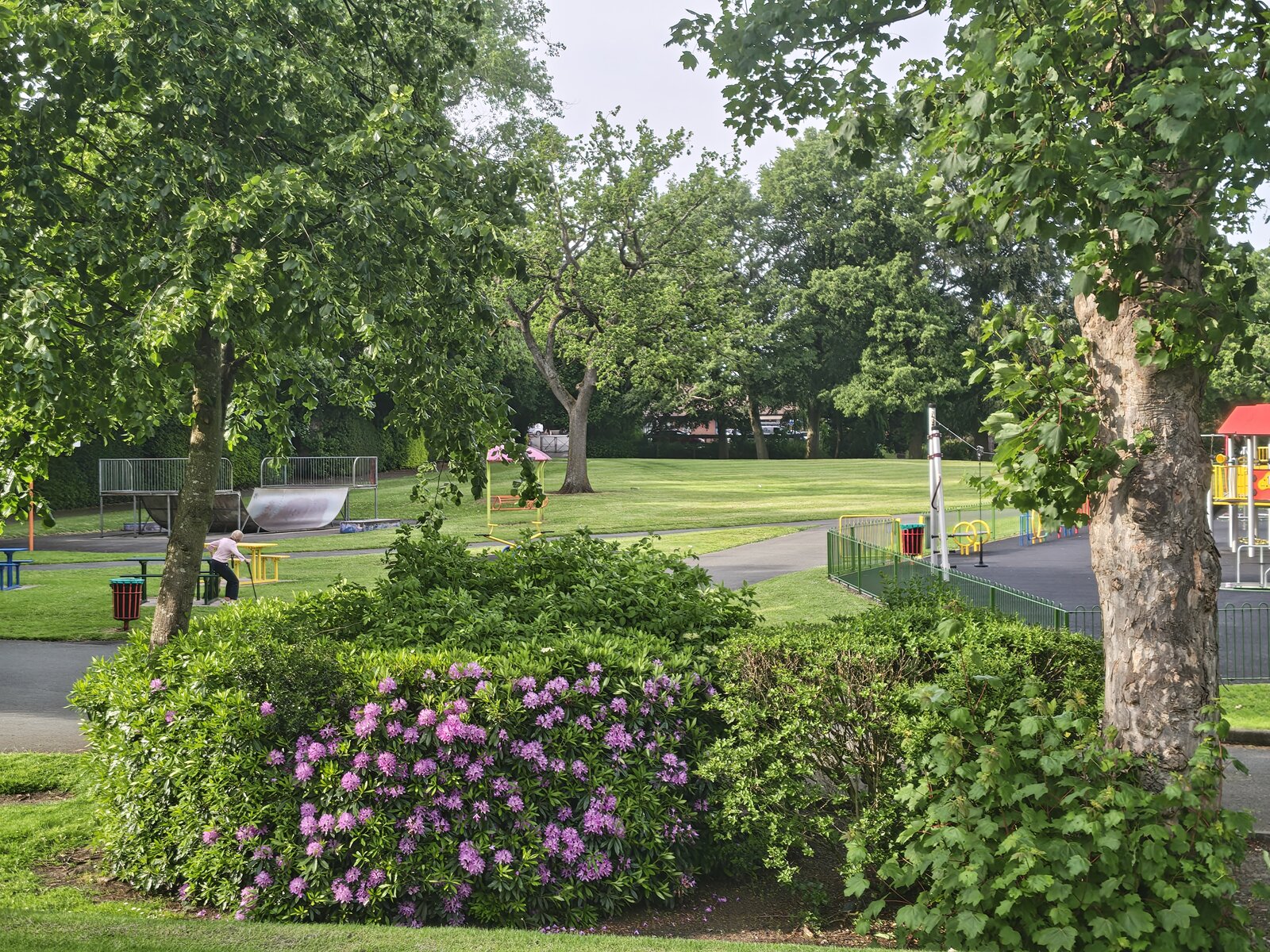 Purple rhododendrons bloom in the foreground with the park's open lawns and playground beyond